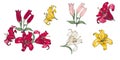 Lilies of different colors, set on a white background